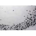 07715 Flight