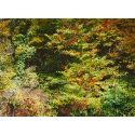 Forêt d'Automne Rose I 