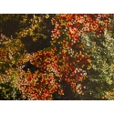 Forêt d'Automne Rouge III