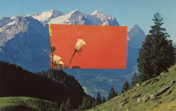 Mountain Rose