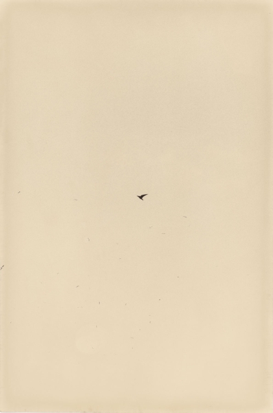 L'hirondelle
