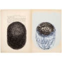 Painting Delphine de Luppe Zeuxis
